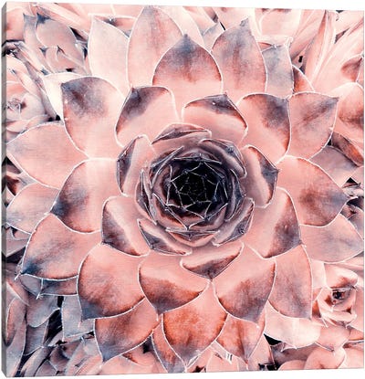 Succulenta Canvas Art Print - Pink Art