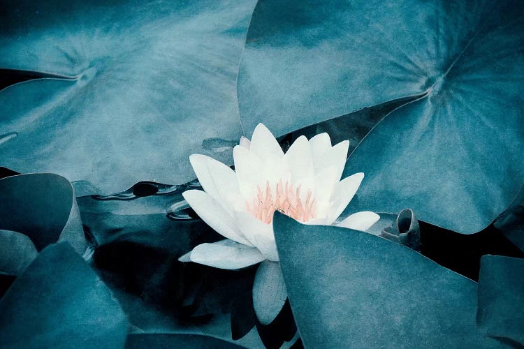 Water Lily by Claudia Drossert wall art