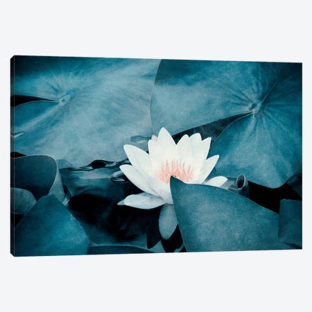 Water Lily Canvas Print #CDR154} by Claudia Drossert Canvas Wall Art