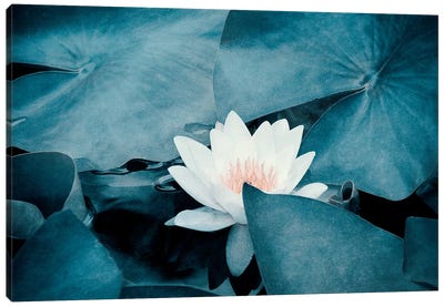 Water Lily Canvas Art Print - Claudia Drossert
