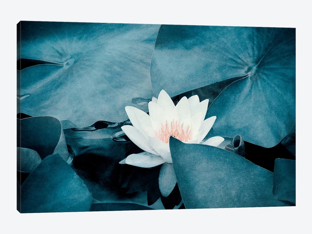 Water Lily by Claudia Drossert 1-piece Canvas Art