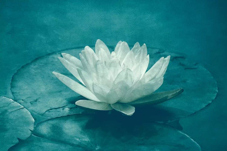 White Lotus