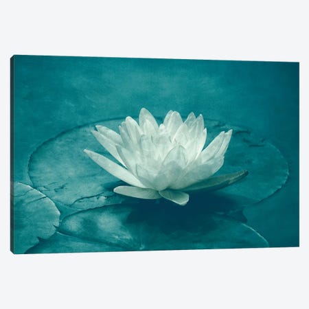 White Lotus Canvas Print #CDR155} by Claudia Drossert Canvas Art