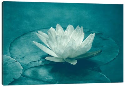 White Lotus Canvas Art Print - Lily Art