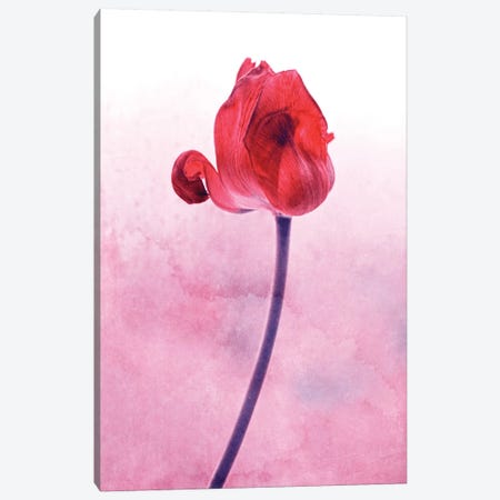 Red Tulip Canvas Print #CDR158} by Claudia Drossert Canvas Print