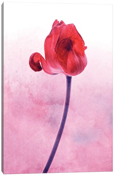 Red Tulip Canvas Art Print - Claudia Drossert