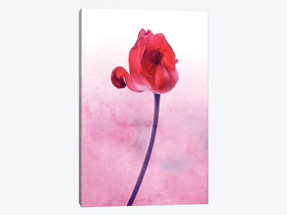 Red Tulip by Claudia Drossert 1-piece Canvas Artwork