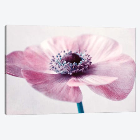 Flowerful Canvas Print #CDR159} by Claudia Drossert Canvas Print