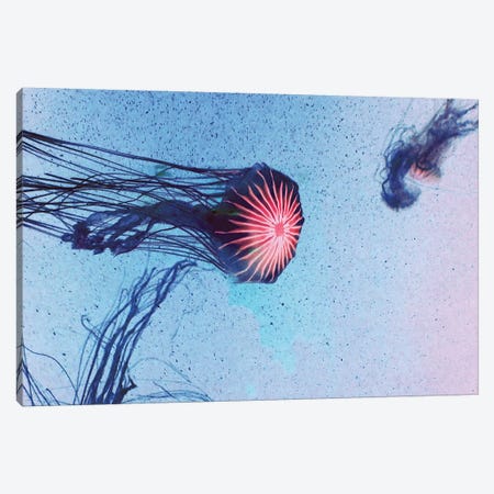 Jellyfish I Canvas Print #CDR165} by Claudia Drossert Art Print