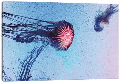 Jellyfish I Canvas Art Print - Claudia Drossert