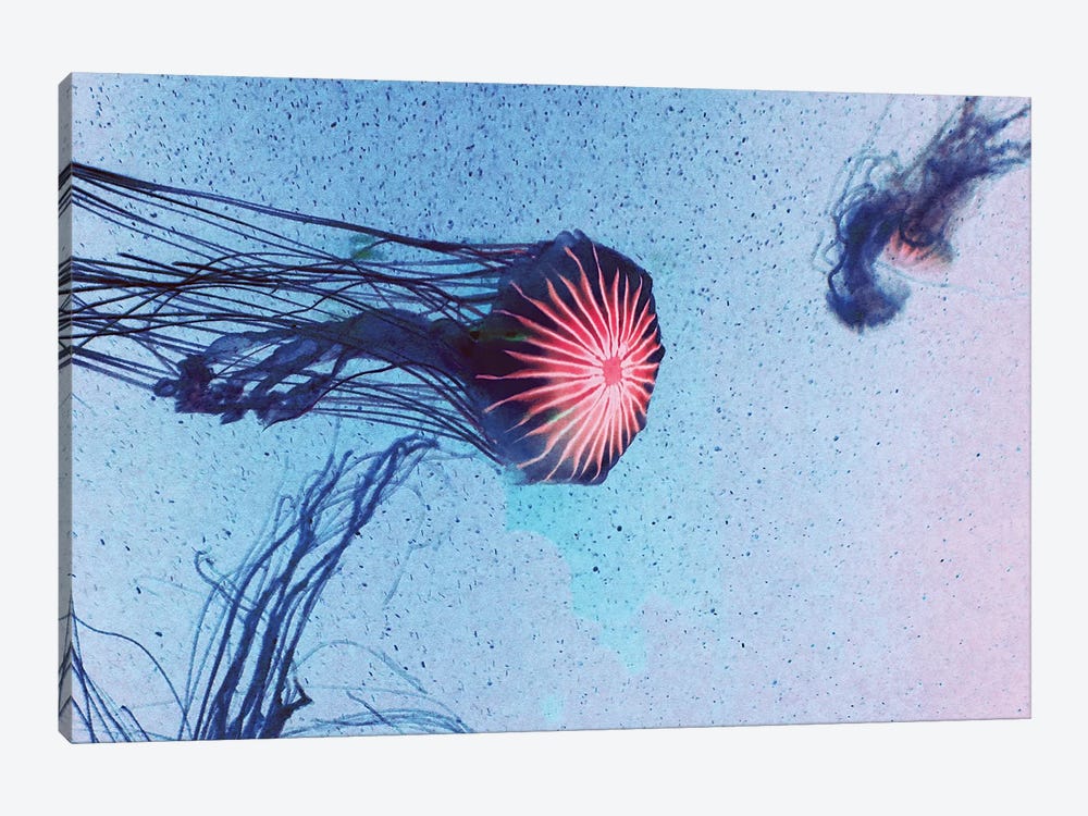 Jellyfish I by Claudia Drossert 1-piece Canvas Wall Art