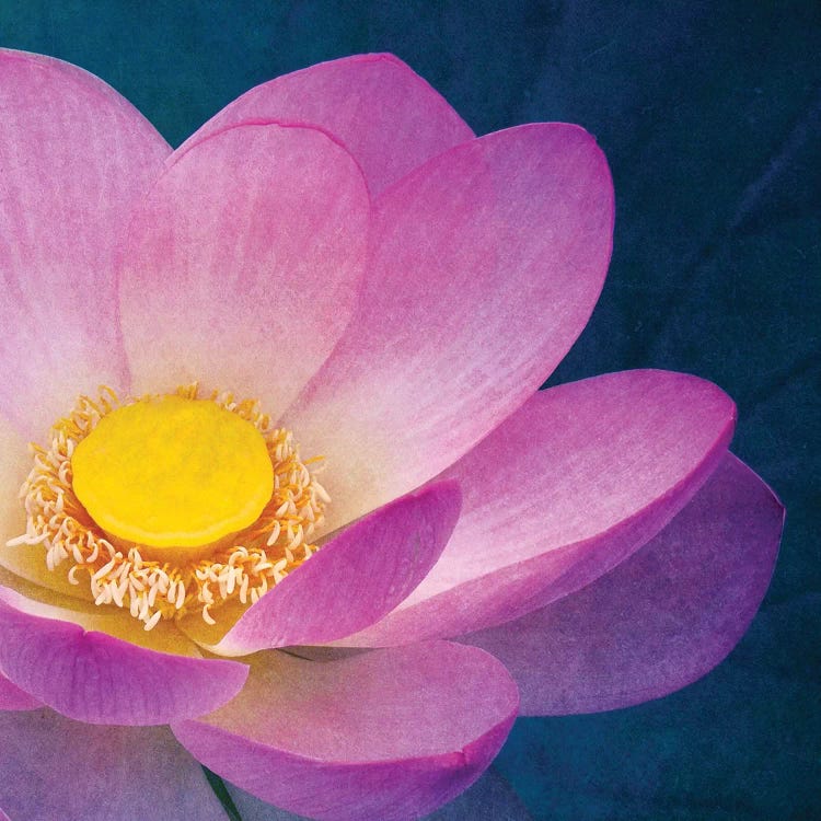 Pink Lotus