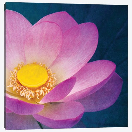 Pink Lotus Canvas Print #CDR167} by Claudia Drossert Canvas Print