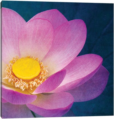 Pink Lotus Canvas Art Print - Claudia Drossert