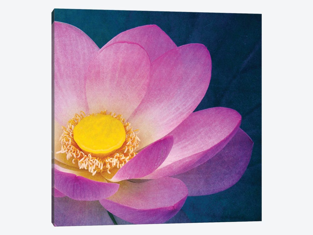 Pink Lotus by Claudia Drossert 1-piece Canvas Art