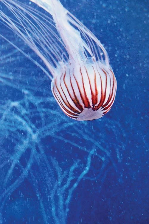 Jellyfish II