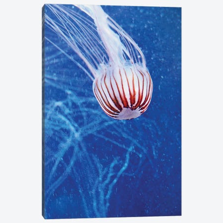 Jellyfish II Canvas Print #CDR168} by Claudia Drossert Canvas Artwork