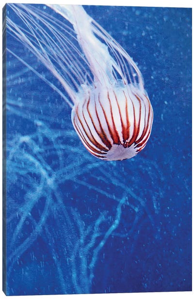 Jellyfish II Canvas Art Print - Claudia Drossert