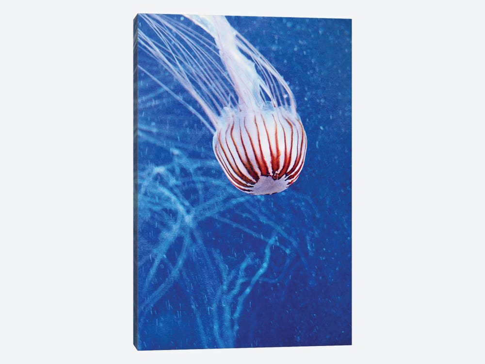 Jellyfish II by Claudia Drossert 1-piece Art Print