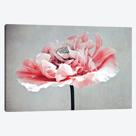 Coral Poppy Canvas Print #CDR169} by Claudia Drossert Canvas Art
