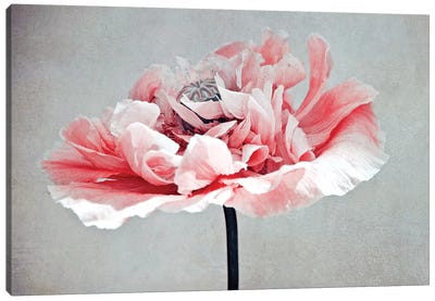 Coral Poppy Canvas Art Print - Claudia Drossert