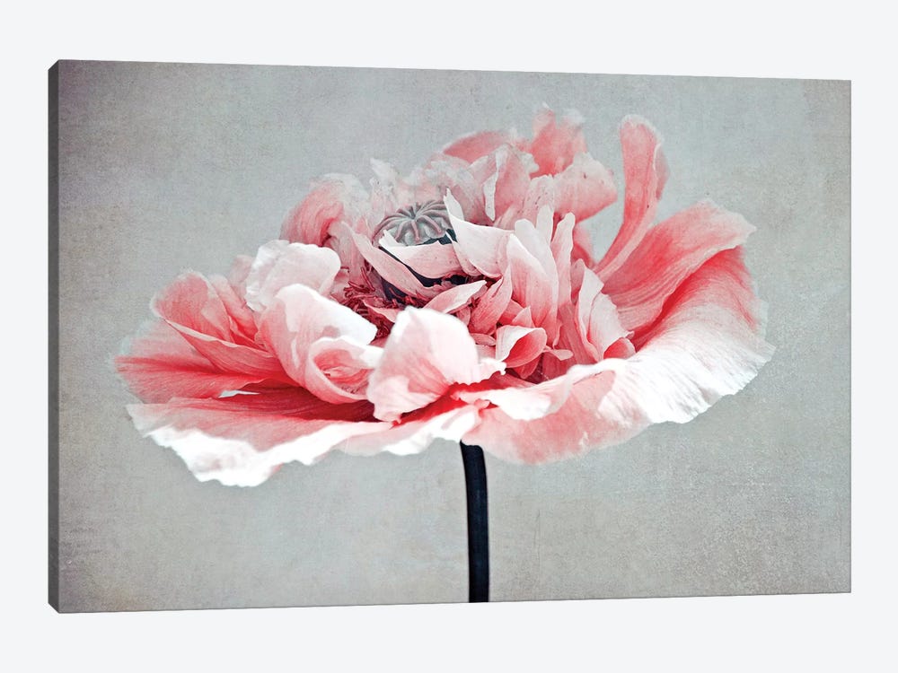 Coral Poppy by Claudia Drossert 1-piece Canvas Wall Art