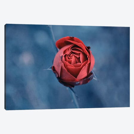 Red Rose Canvas Print #CDR173} by Claudia Drossert Canvas Art Print