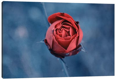 Red Rose Canvas Art Print - Claudia Drossert