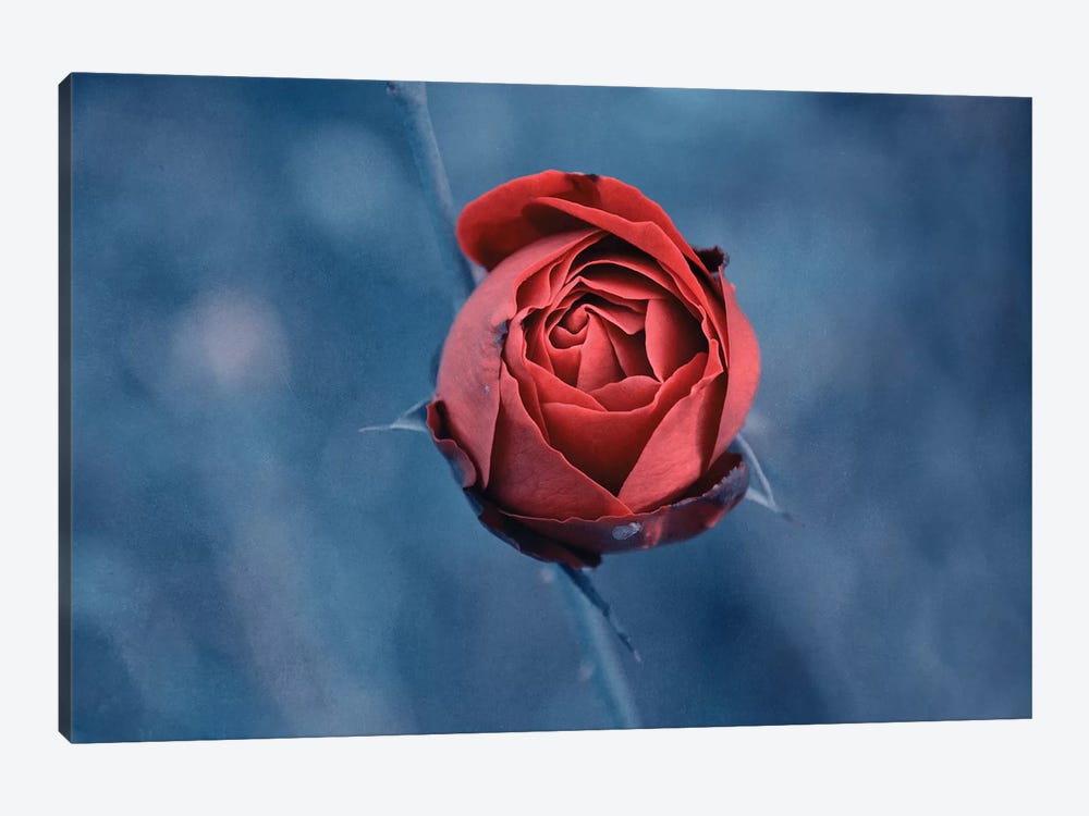 Red Rose by Claudia Drossert 1-piece Canvas Print