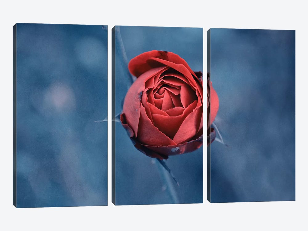 Red Rose by Claudia Drossert 3-piece Art Print