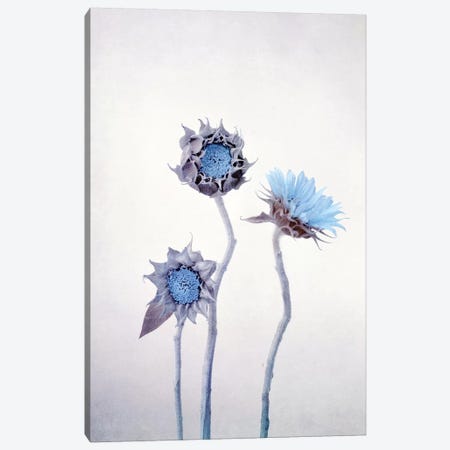 Sunflower Canvas Print #CDR177} by Claudia Drossert Canvas Art