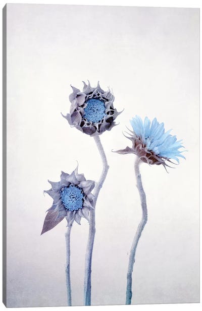 Sunflower Canvas Art Print - Claudia Drossert