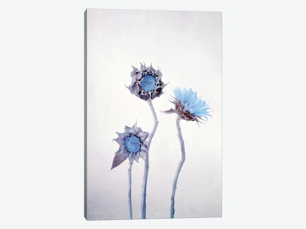 Sunflower by Claudia Drossert 1-piece Art Print