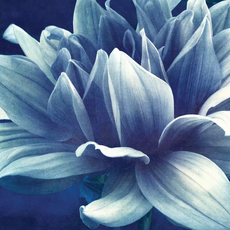Blue Dahlia