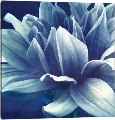 Blue Dahlia Canvas Art Print - Macro Photography