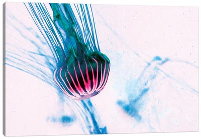 Jellyfish III Canvas Art Print - Jellyfish Art