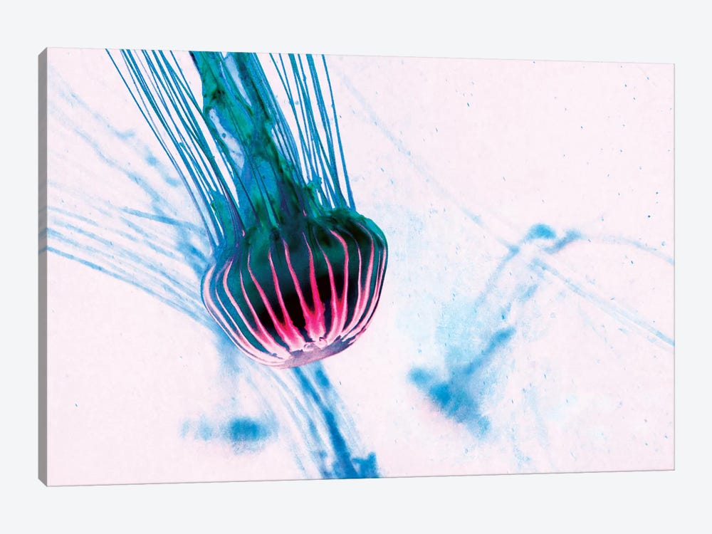 Jellyfish III by Claudia Drossert 1-piece Canvas Print