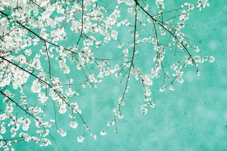 Cherryblossoms by Claudia Drossert wall art