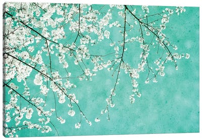Cherryblossoms Canvas Art Print - Cherry Blossom Art