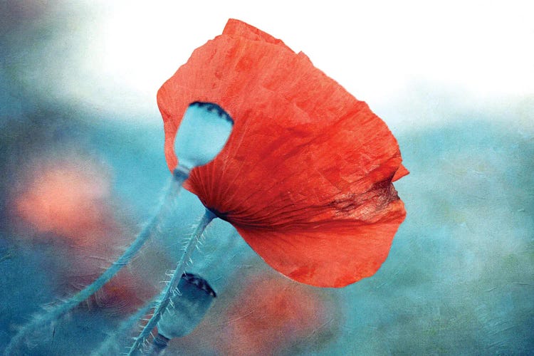 Red Poppy by Claudia Drossert wall art
