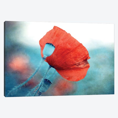 Red Poppy Canvas Print #CDR188} by Claudia Drossert Canvas Art