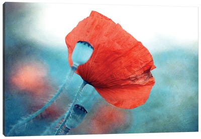 Red Poppy Canvas Art Print - Claudia Drossert