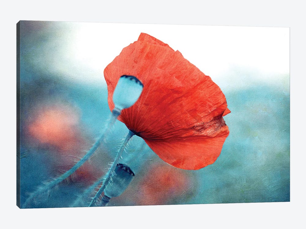 Red Poppy by Claudia Drossert 1-piece Art Print
