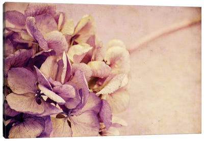 Eta Canvas Art Print - Floral Close-Up Art