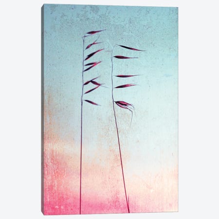 Reed Canvas Print #CDR196} by Claudia Drossert Canvas Artwork