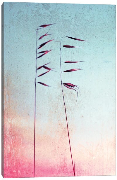 Reed Canvas Art Print - Claudia Drossert
