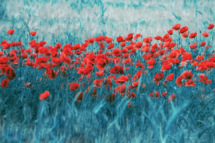 Poppy Field