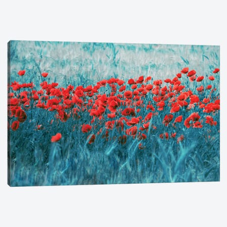 Poppy Field Canvas Print #CDR200} by Claudia Drossert Canvas Art Print