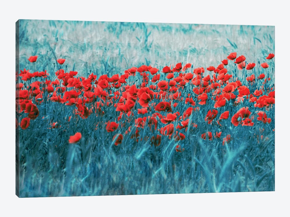 Poppy Field by Claudia Drossert 1-piece Canvas Print