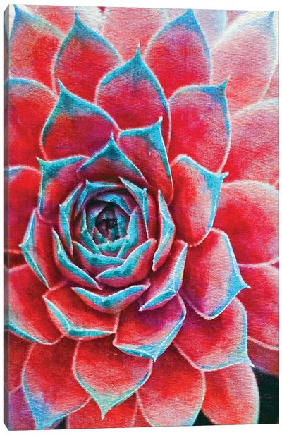 Succulents Canvas Art Print - Claudia Drossert
